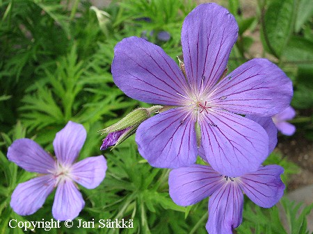 Jalokurjenpolvi - trädgårdsnäva - Geranium 'Nimbus'